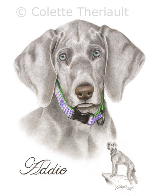 Weimaraner dog drawing by Colette Theriault