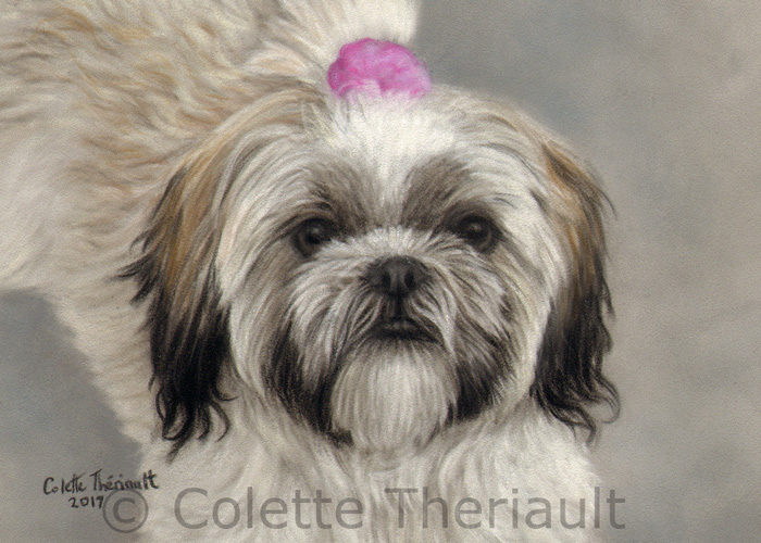 Shih Tzu dog pastel portrait by Colette Theriault