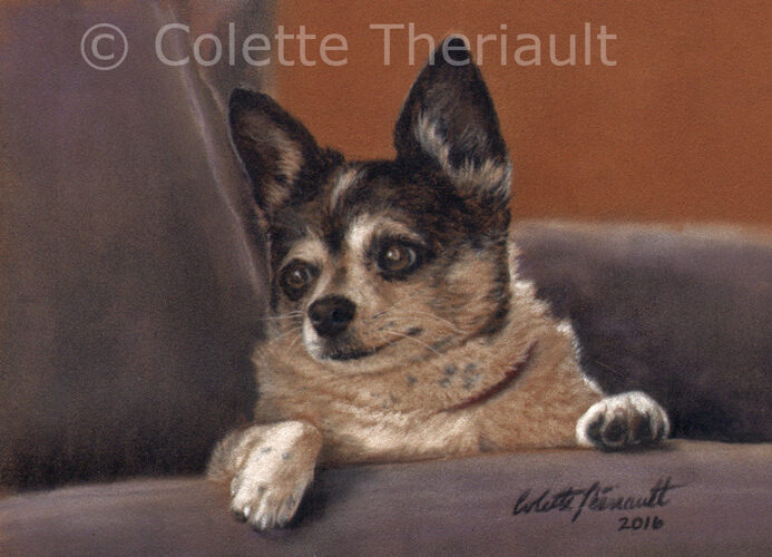 Chihuahua dog pet portrait by Colette Theriault