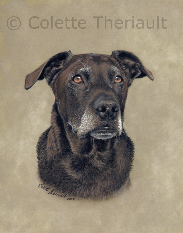 Chocolate lab pit mix painting by Colette Theriault