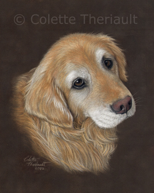 Golden Lab portrait by Colette Theriault