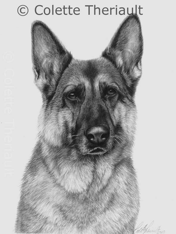 German Shepherd dog drawing by Colette Theriault