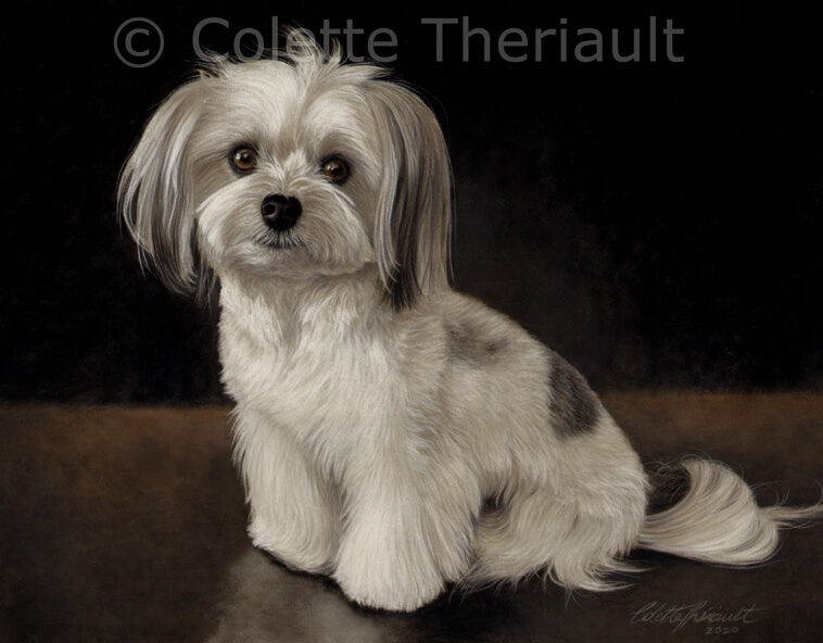 Maltese Yorkie mix pet portrait by Colette Theriault