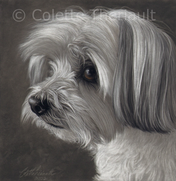 Maltese Yorkie mix portrait by Colette Theriault