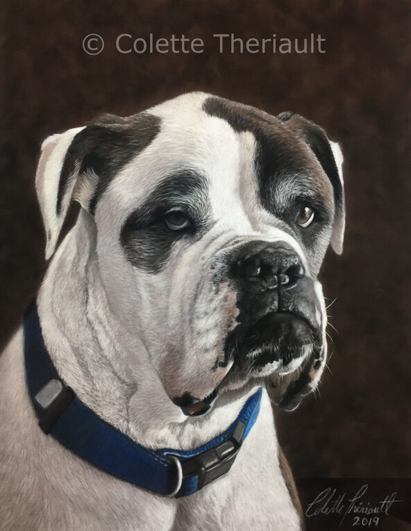 American Bulldog pet portrait by Colette Theriault