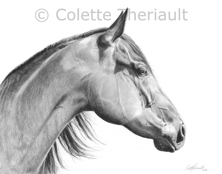 American Quarter Horse drawing by Colette Theriault