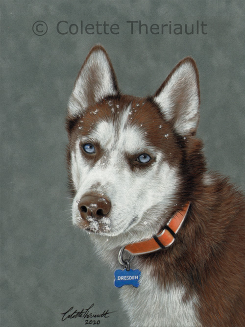 Husky dog pet portrait by Colette Theriault
