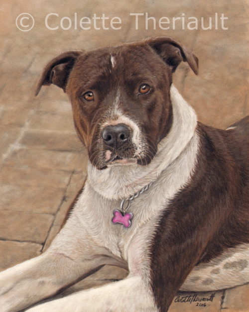 Pit bull dog portrait by Colette Theriault