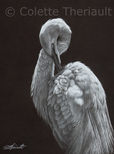 Great Egret bird wildlife painting by Colette Theriault