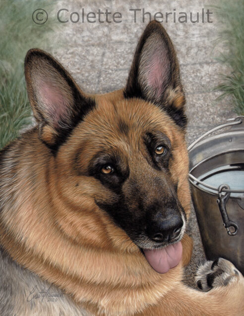 German Shepherd dog portrait by Colette Theriault
