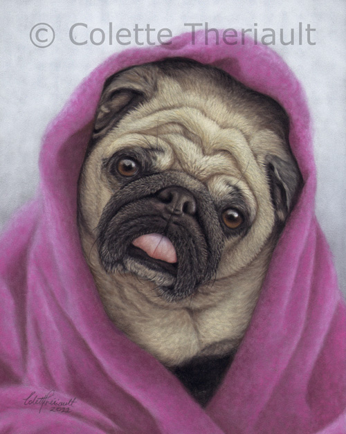 Adorable pug portrait painting by Colette Theriault
