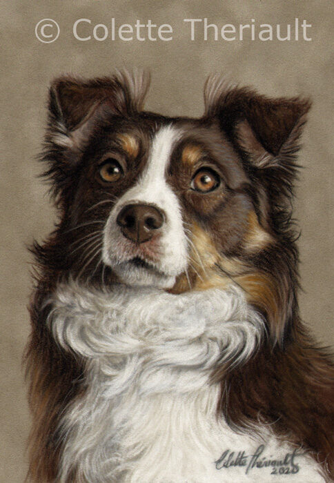 Australian Shepherd pet portrait by Colette Theriault