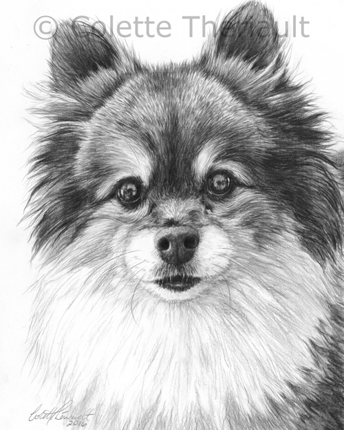 Pomeranian pet portrait by Colette Theriault