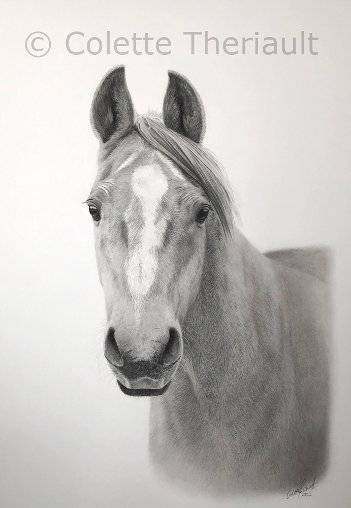 Arabian horse drawing by Colette Theriault