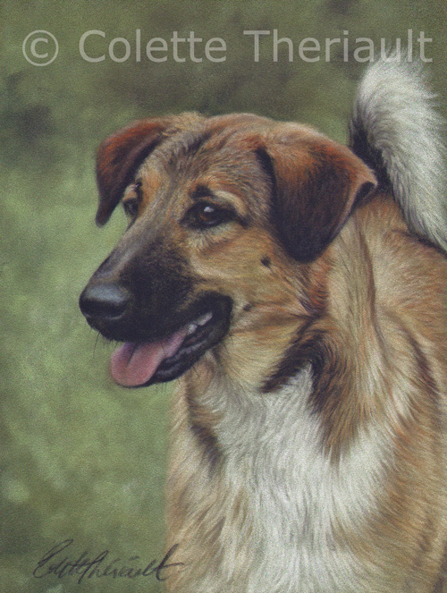 German Shepherd Collie mix pet portrait by Colette Theriault