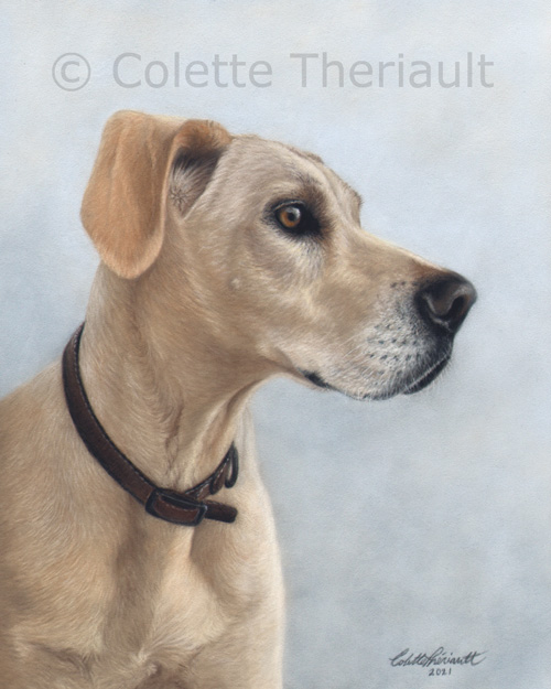 Great Dane pastel pet portrait by Colette Theriault