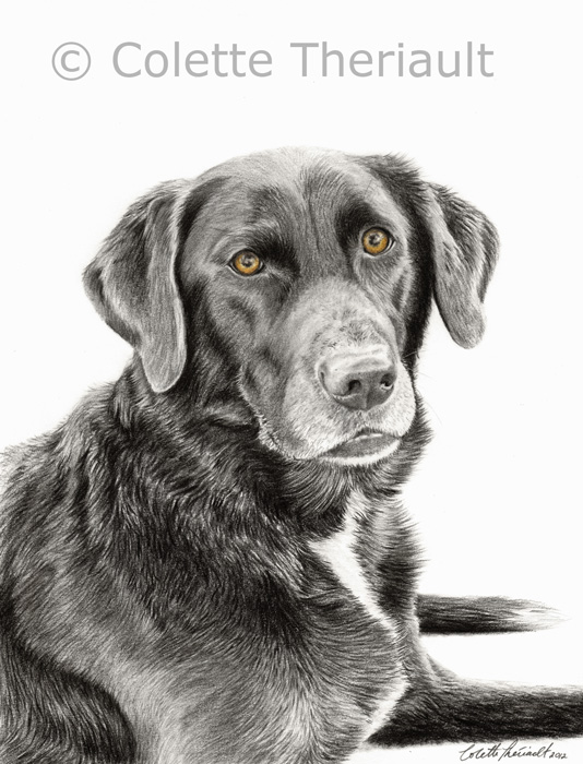 Chocolat Labrador pencil drawing by Colette Theriault