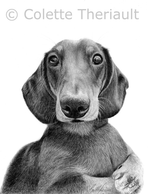 Dachshund pet portrait by Colette Theriault