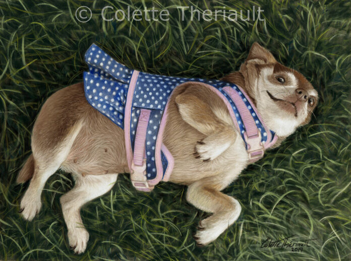 Chihuahua pet portrait by Colette Theriault