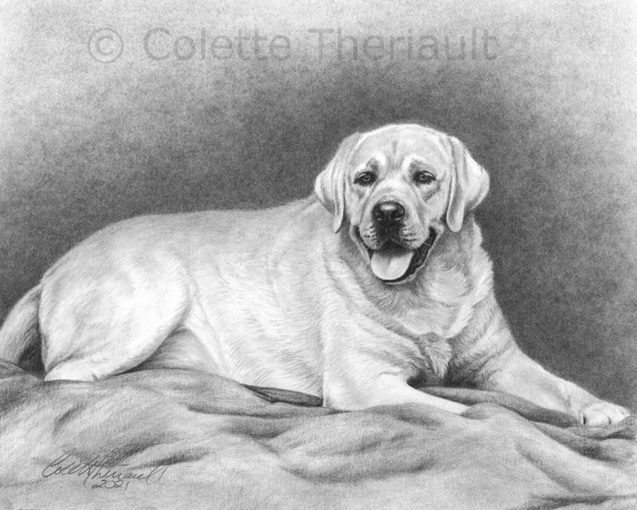 Yellow Labrador Retriever pet portrait by Colette Theriault