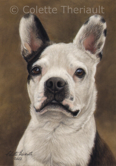 Boston Terrier pet portrait by Colette Theriault
