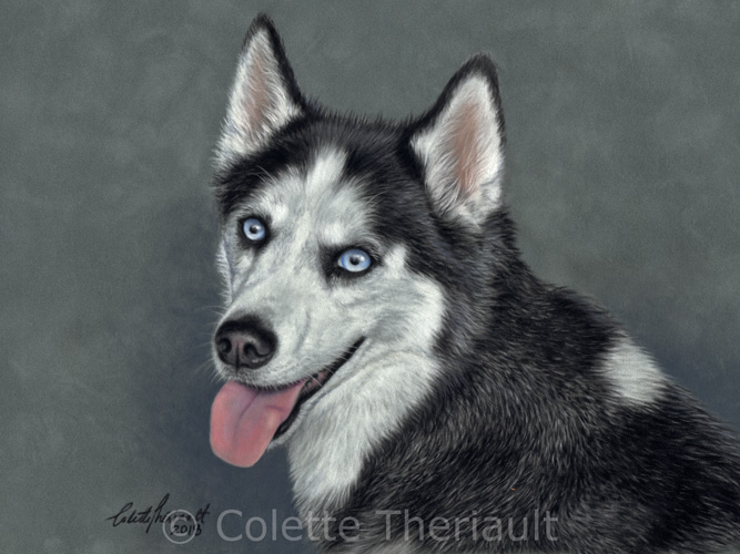 Siberian husky portrait by Colette Theriault