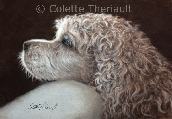 Cocker spaniel pet portrait by Colette Theriault