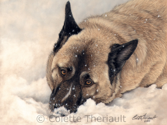 Akita mix painting by Colette Theriault