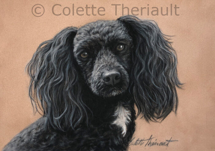 Poodle mix pet portrait by Colette Theriault