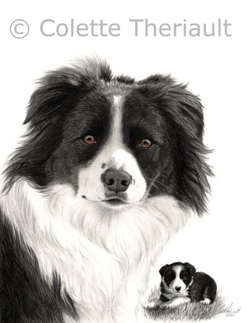 Border Collie drawing by Colette Theriault