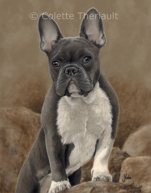 French Bulldog portrait by Colette Theriault