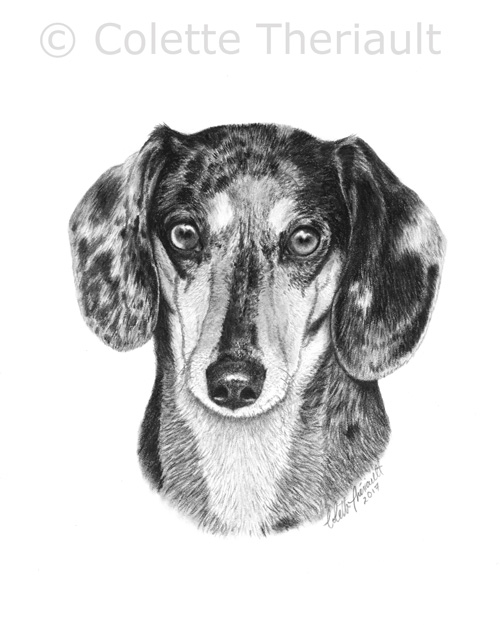 Dashchund drawing by Colette Theriault