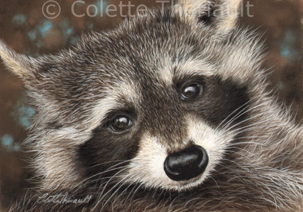 Baby raccoon kit wildlife painting by Colette Theriault