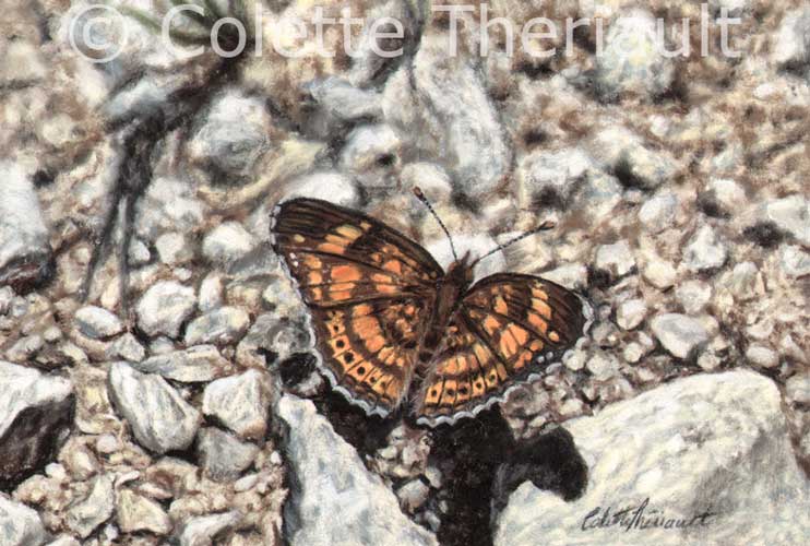 Checkerspot Butterfly Painting by Colette Theriault
