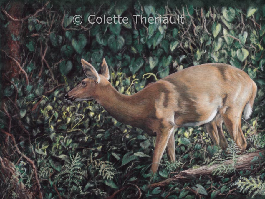 White-tailed deer wildlife painting by Colette Theriault