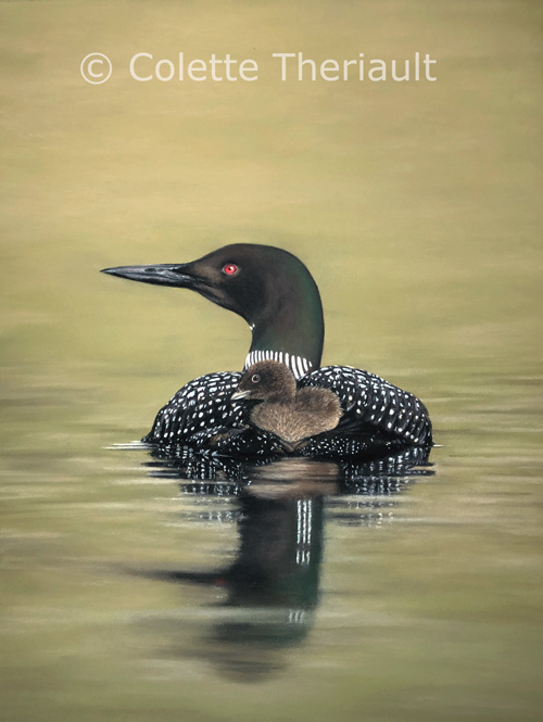 Common loons bird wildlife painting by Colette Theriault