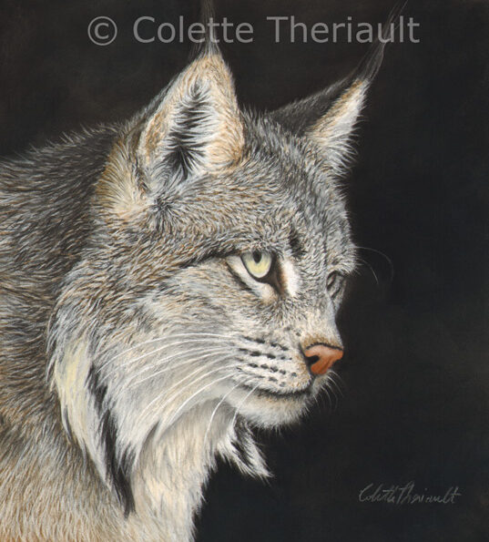 Canada Lynx wildlife painting by Colette Theriault