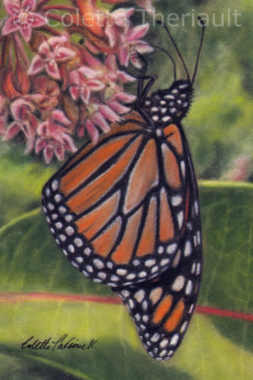 Monarch Butterfly on Common Milkweed painting by Colette Theriault