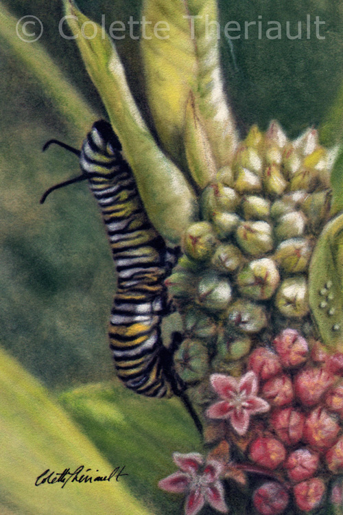 Monarch Eggs and larvae painting by Colette Theriault