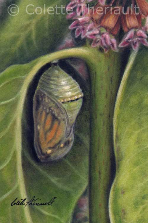 Monarch Chrysalis on Common Milkweed painting by Colette Theriault