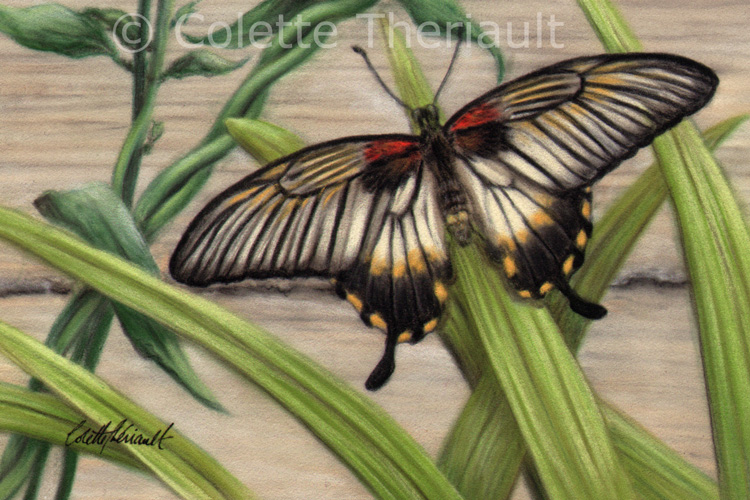 Great mormon butterfly painting by Colette Theriault