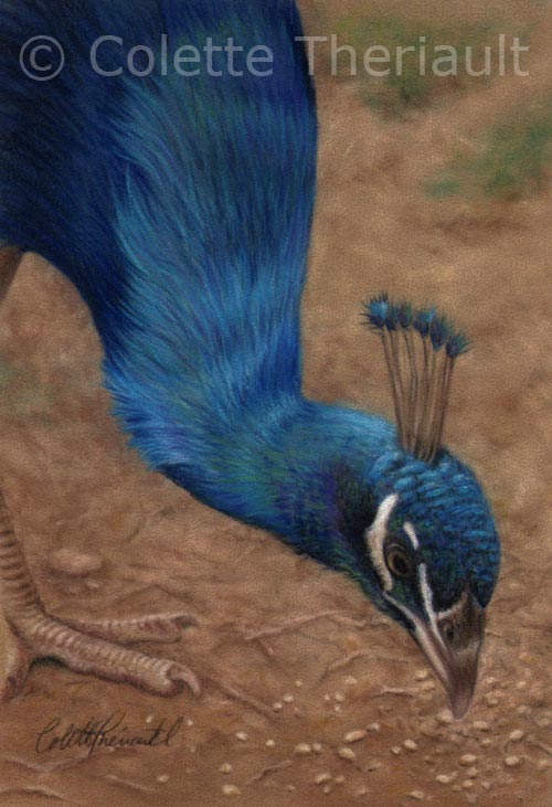Indian Peacock bird art by Colette Theriault