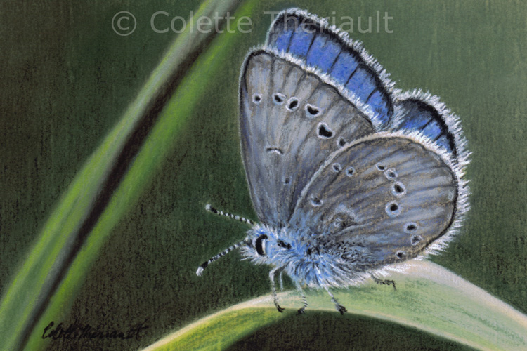Silvery blue butterfly painting by Colette Theriault