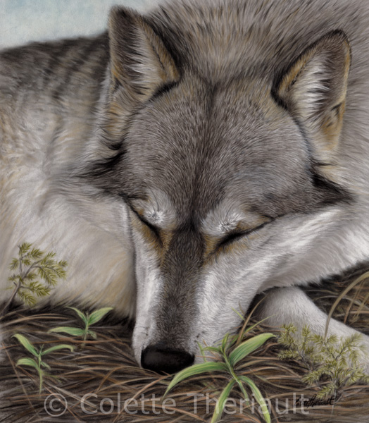Sleeping grey timber wolf wildlife painting by Colette Theriault