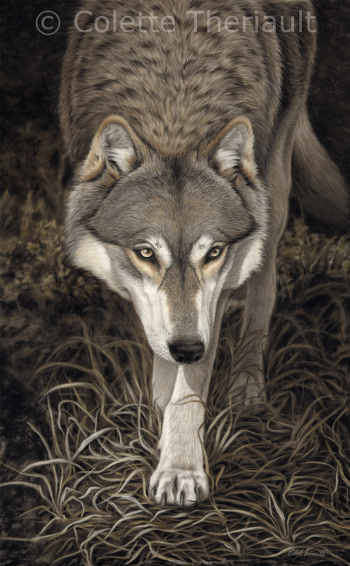 Stalking grey wolf wildlife painting by Colette Theriault