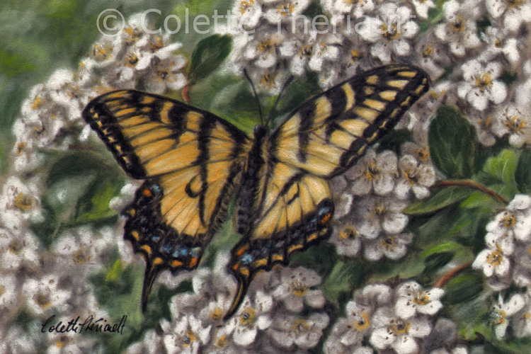 Canadian Swallowtail Butterfly Painting by Colette Theriault