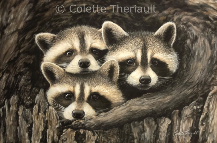 Raccoon kits tree wildlife painting by Colette Theriault