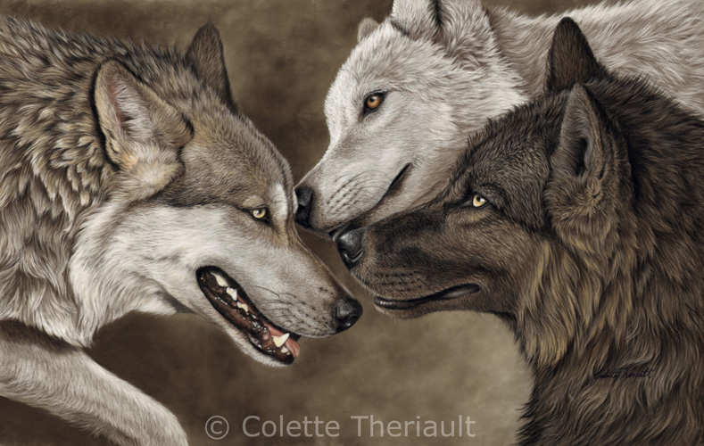 Gray timber wolves color phases painting by Colette Theriault