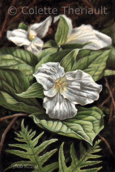 White trillium floral painting by Colette Theriault